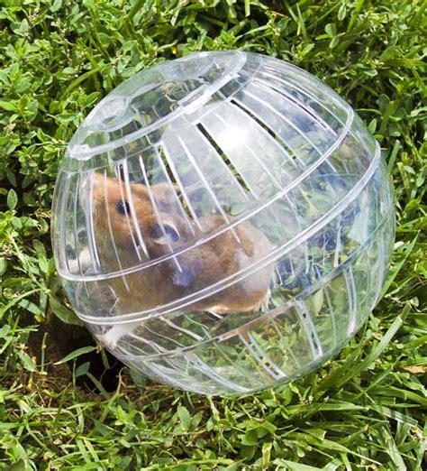 hamster ball for syrian hamster